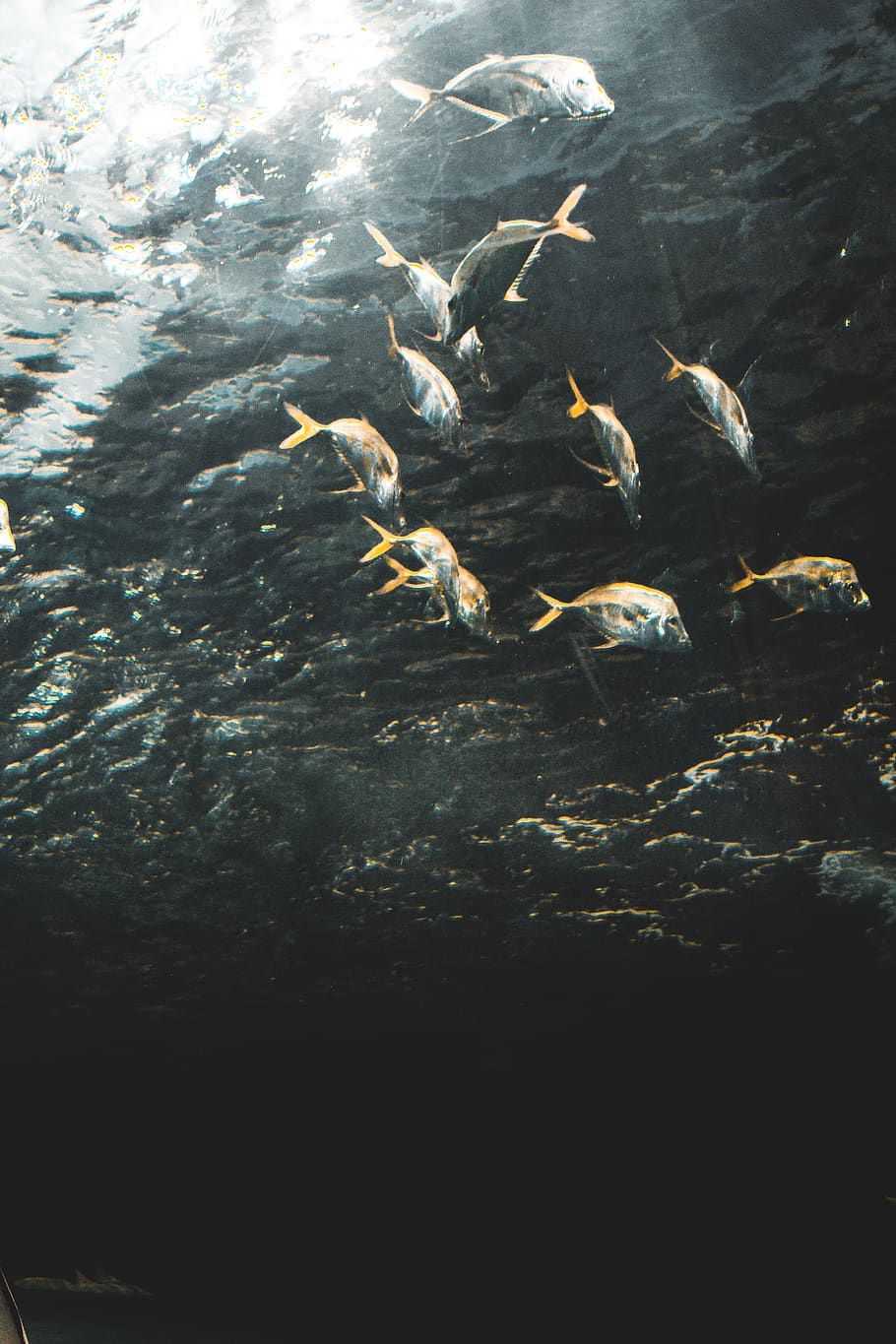 canada, toronto, fish, water, light, aquarium, unsplash, animal wildlife HD wallpaper