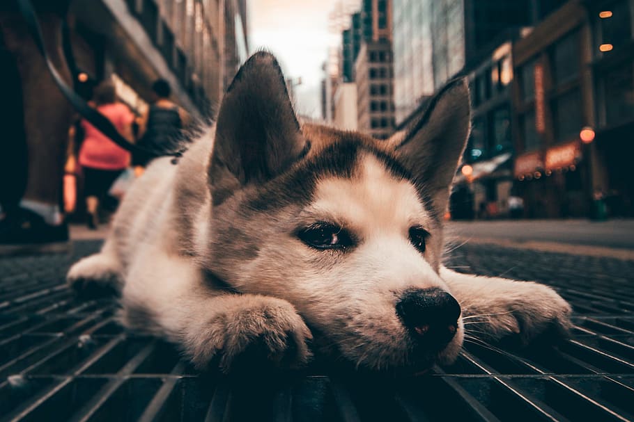 City Dog Chilling, animals, dogs, pet, pets, relax, sleep, one animal