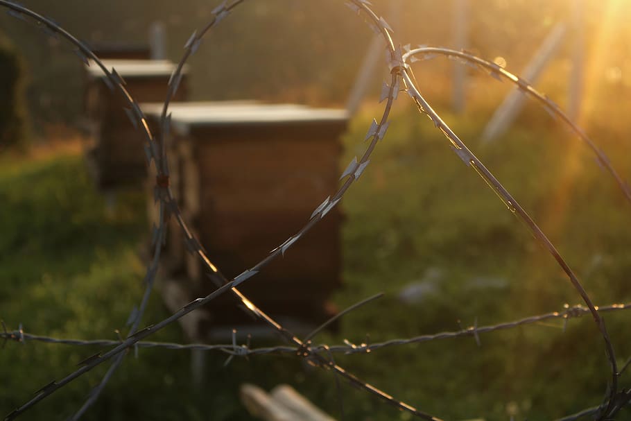 gray barbwire, nature, focus on foreground, day, metal, close-up HD wallpaper