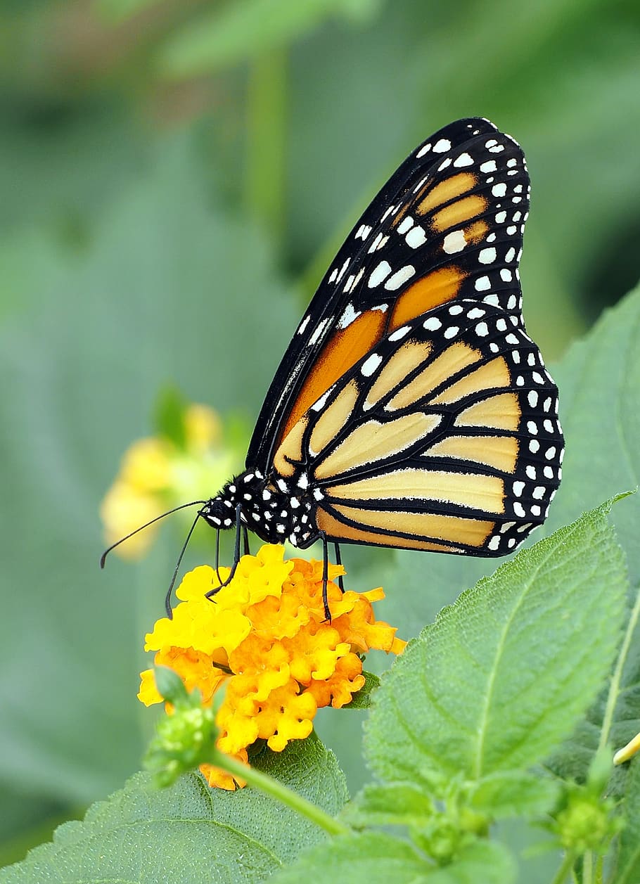butterfly, animal wildlife, invertebrate, insect, animal themes HD wallpaper