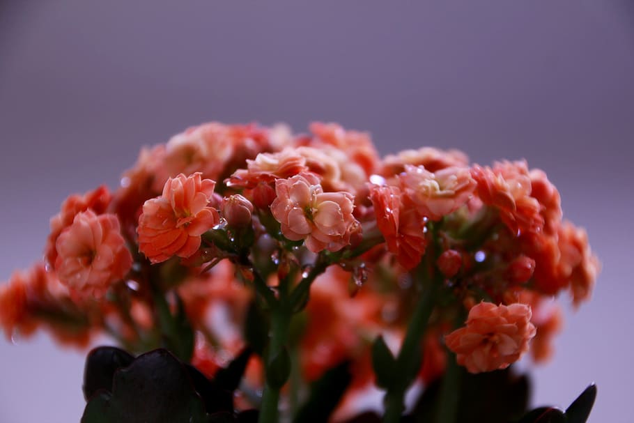 flower, flowering plant, freshness, beauty in nature, colored background HD wallpaper