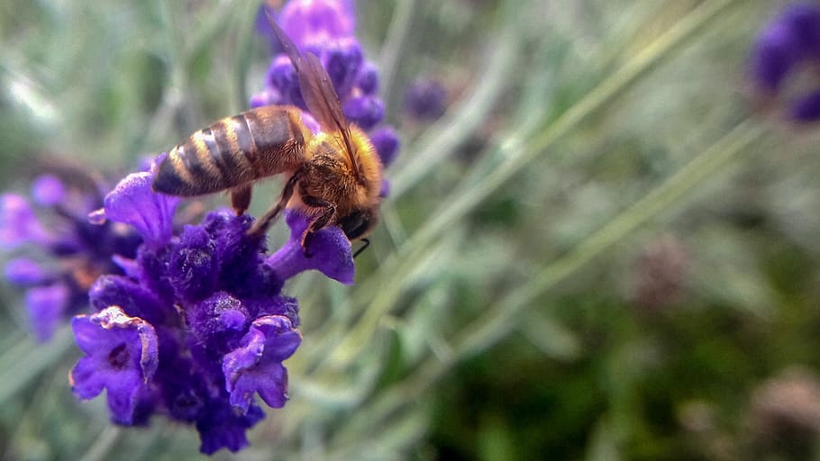 bee, flower, nature, flowering plant, invertebrate, animal themes HD wallpaper