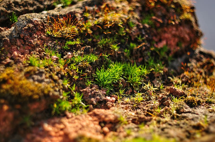 green, moss, crumbling, brick, wall, sunny, brown, dof, swirly bokeh HD wallpaper