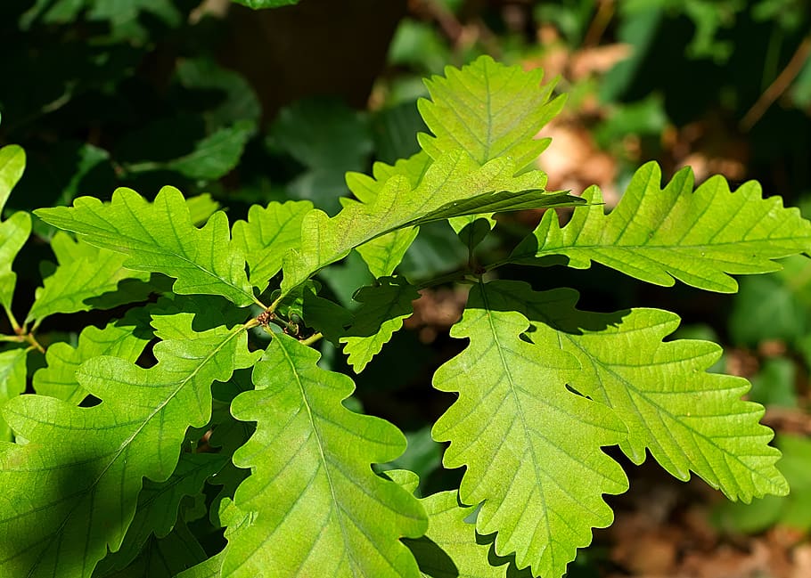 leaves, forest, green, tree, mood, plant part, leaf, green color HD wallpaper