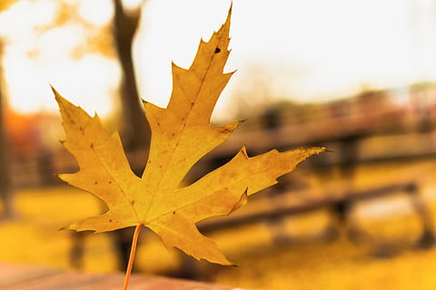 leaf, plant, tree, canada, montreal, maple, maple leaf, amarillo HD wallpaper