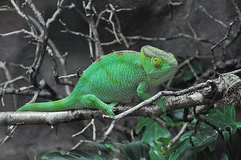 green chameleon, lizard, reptile, iguana, green lizard, zoo, animal HD wallpaper