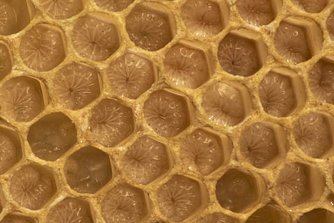 honey comb, honeycomb, food, germany, schopfheim, marderweg 1 HD wallpaper