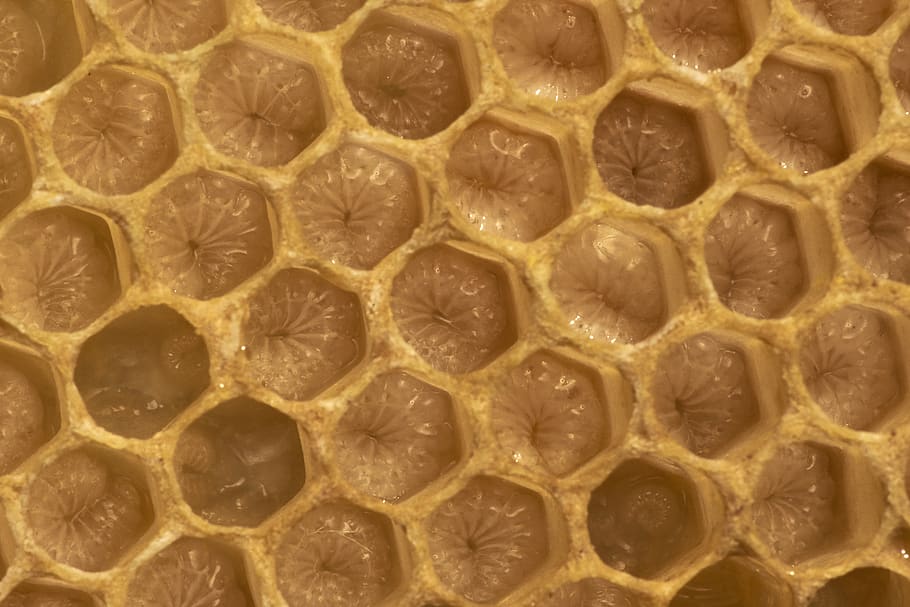 honey comb, honeycomb, food, germany, schopfheim, marderweg 1 HD wallpaper