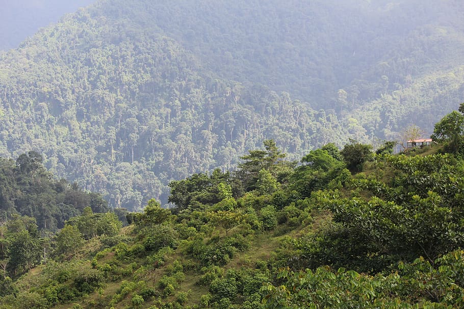 nature, mountain, tree, landscape, wood, colombia, rainforest HD wallpaper