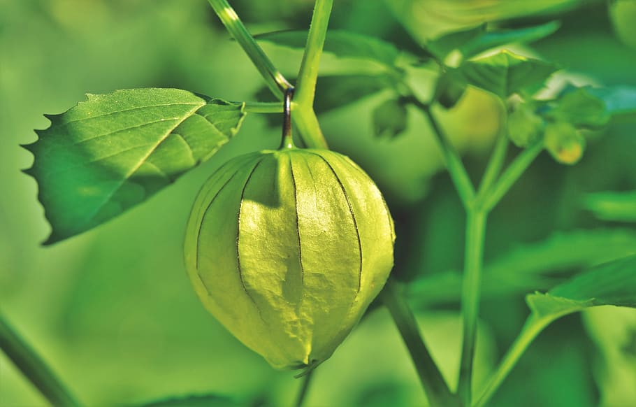 bladder cherry, flower, lampionblume, physalis, pericarp, nachtschattengewächs HD wallpaper