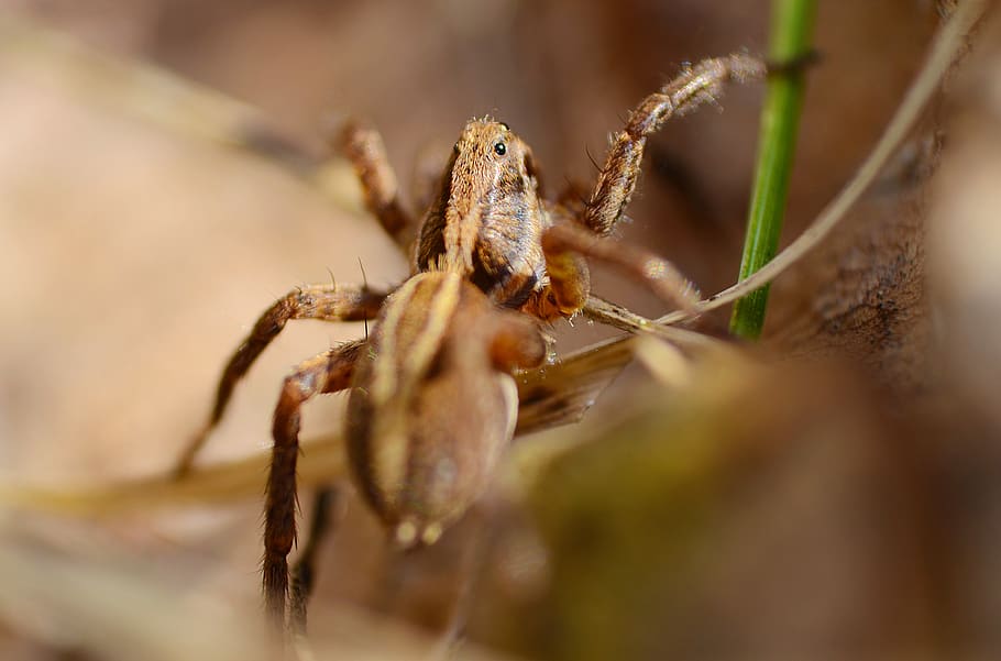 spider, brown, animal, macro, micro, insect, nature, feet, clay HD wallpaper