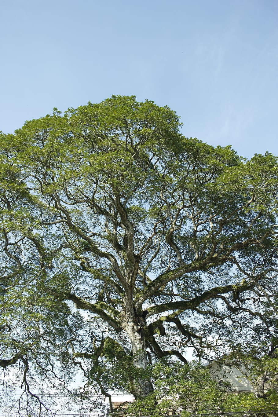 tree, ancient tree, moss, sky, plant, low angle view, growth HD wallpaper