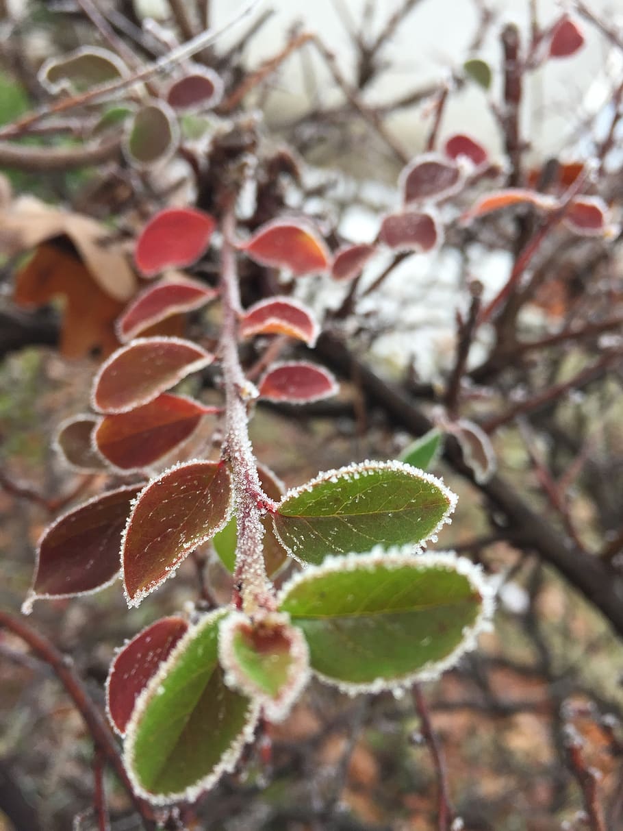 hoarfrost, branch, winter, cold, frozen, nature, wintertime HD wallpaper