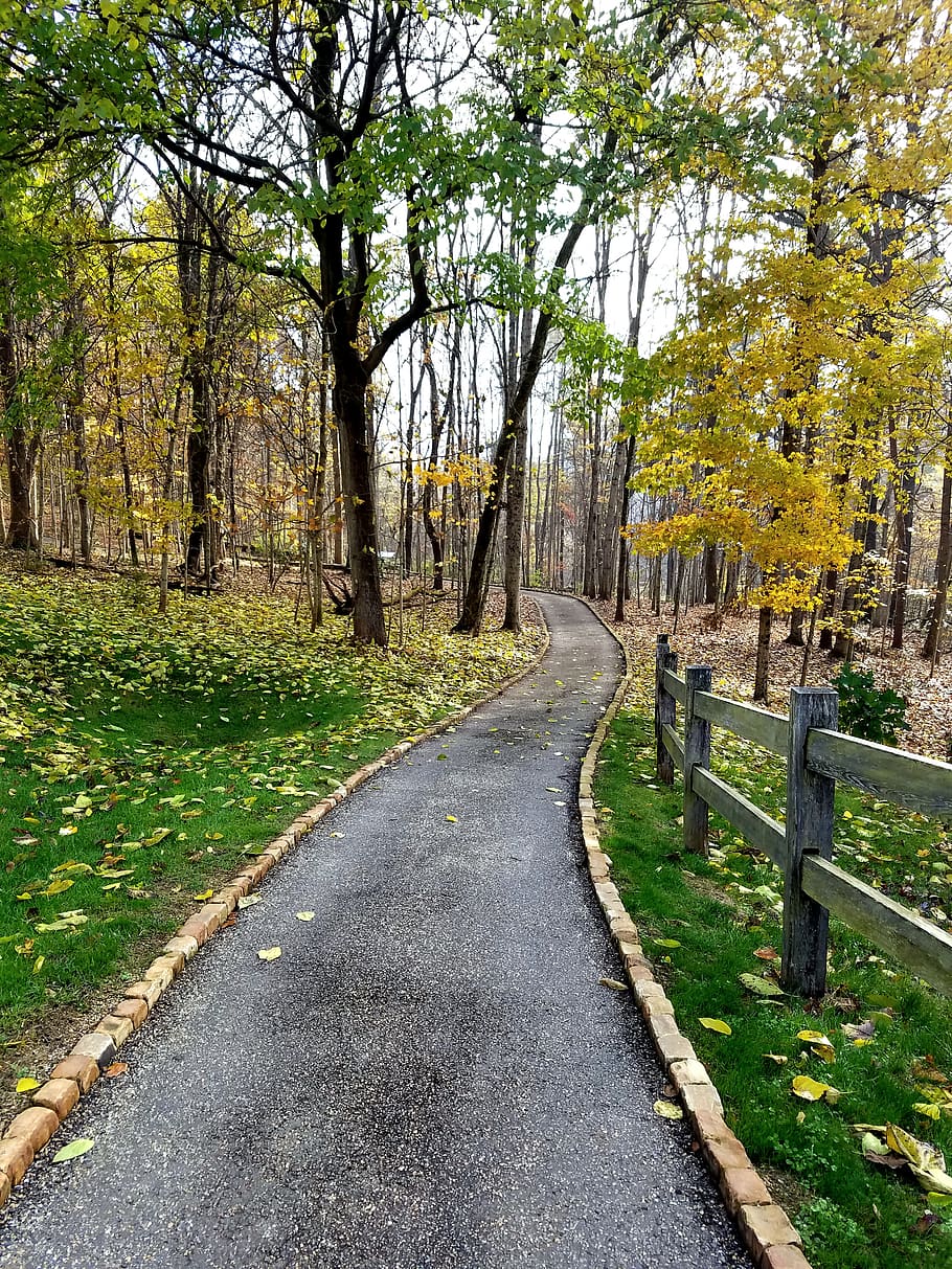 path, tree, fall, trail, autumn, plant, direction, the way forward HD wallpaper