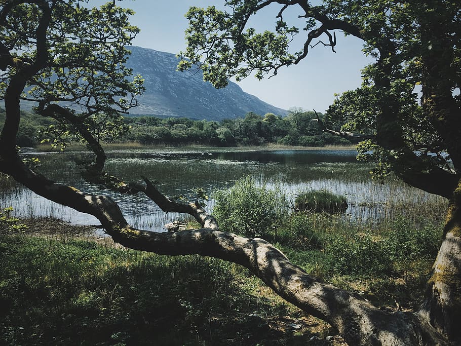 ireland, pollacappul, forest, mountain, landscape, beauty, nature HD wallpaper