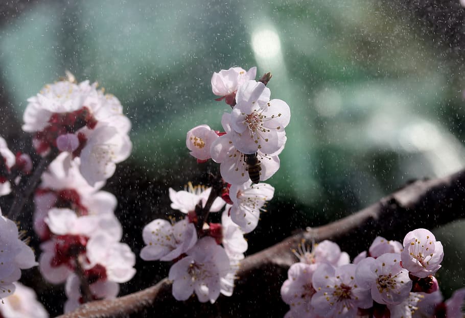 flowers, white, casey, tree, spring, nature, botanical, blooming, HD wallpaper