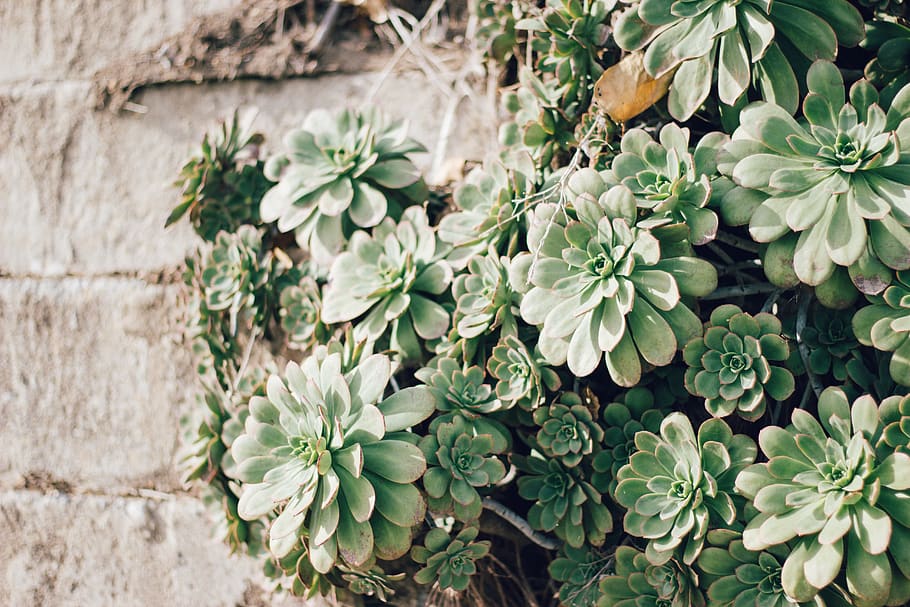 green succulent plants, flora, potted plant, jar, vase, pottery HD wallpaper