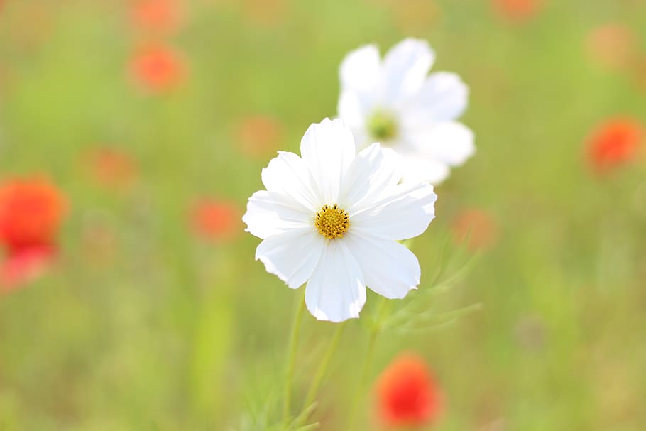 cosmos, flowers, nature, spring, flowering plant, fragility HD wallpaper