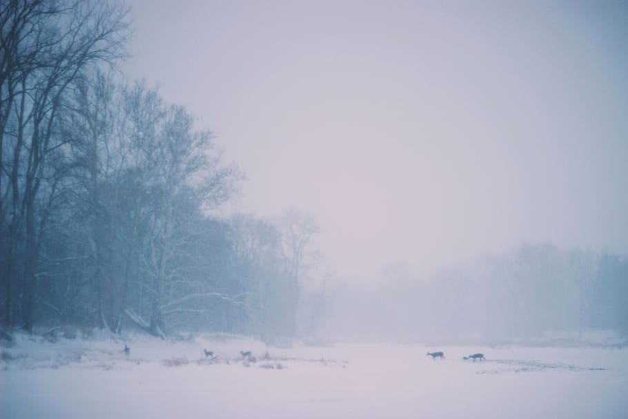tree, nature, snow, winter, fog, mist, morning, dawn, atmosphere HD wallpaper