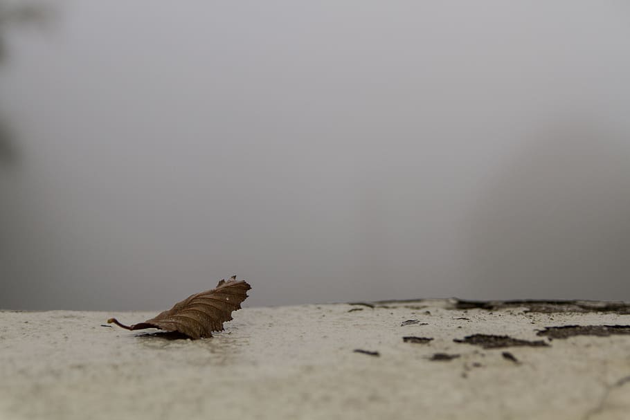 leaf, fog, bright, warm, concrete, urban, one animal, animal themes HD wallpaper