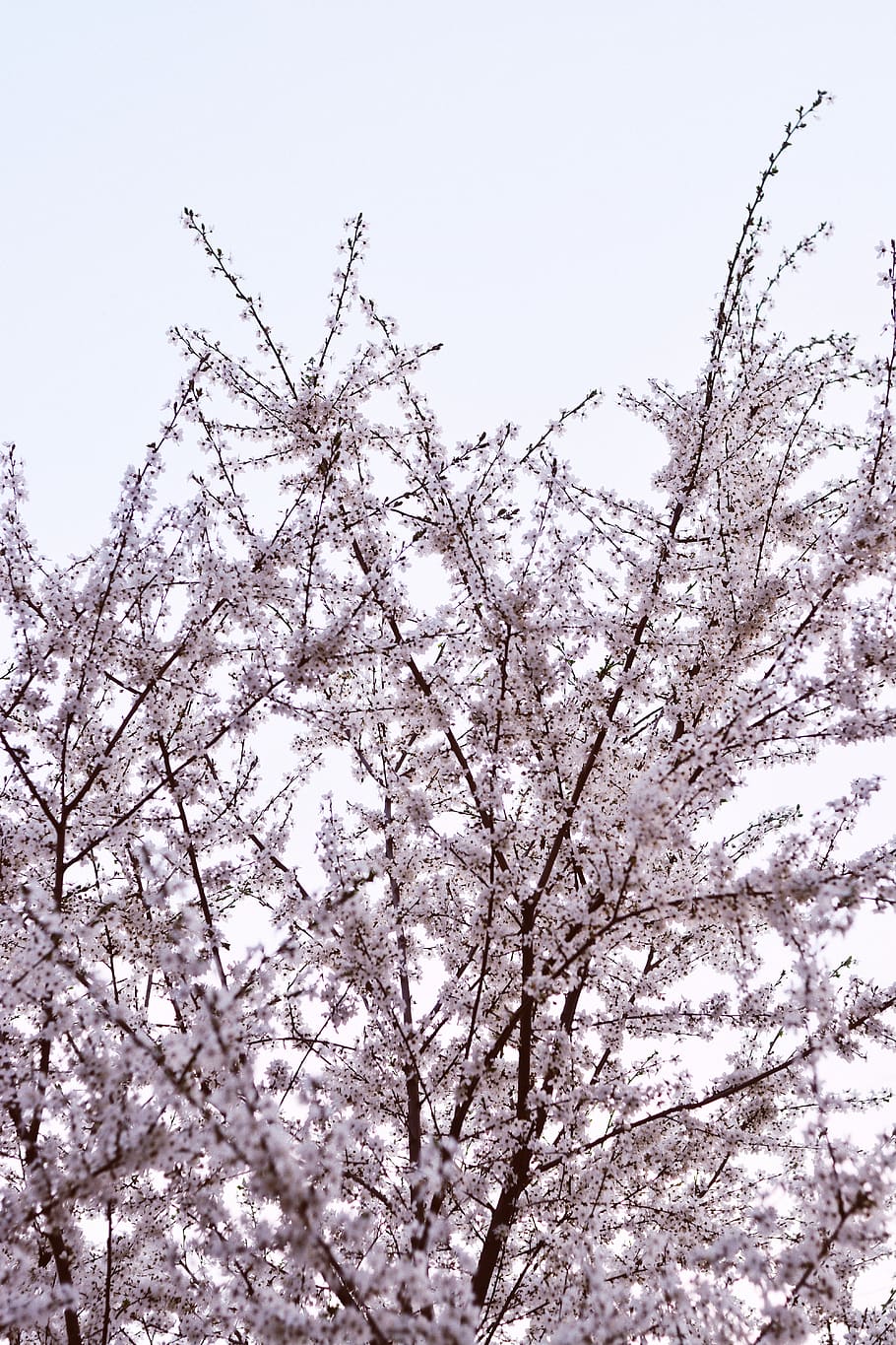 cherry, cherry tree, cherry blossom tree, cherry flowers, bloom HD wallpaper