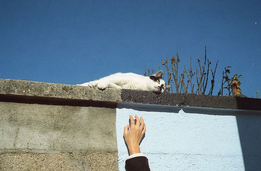white and black bicolor cat, ireland, dublin, 120mm, analog, shot on film HD wallpaper