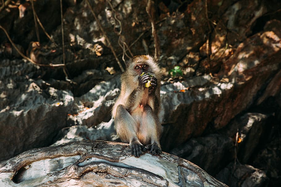 gray monkey eating while on rock during daytime, animal, wildlife HD wallpaper