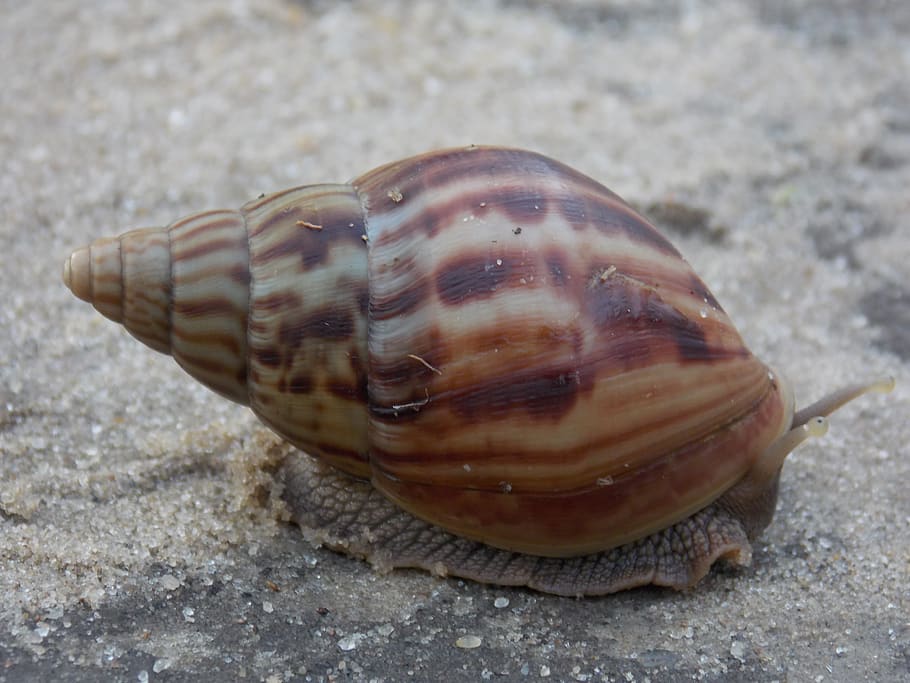snail, slow, shell, animal wildlife, animal themes, animals in the wild HD wallpaper