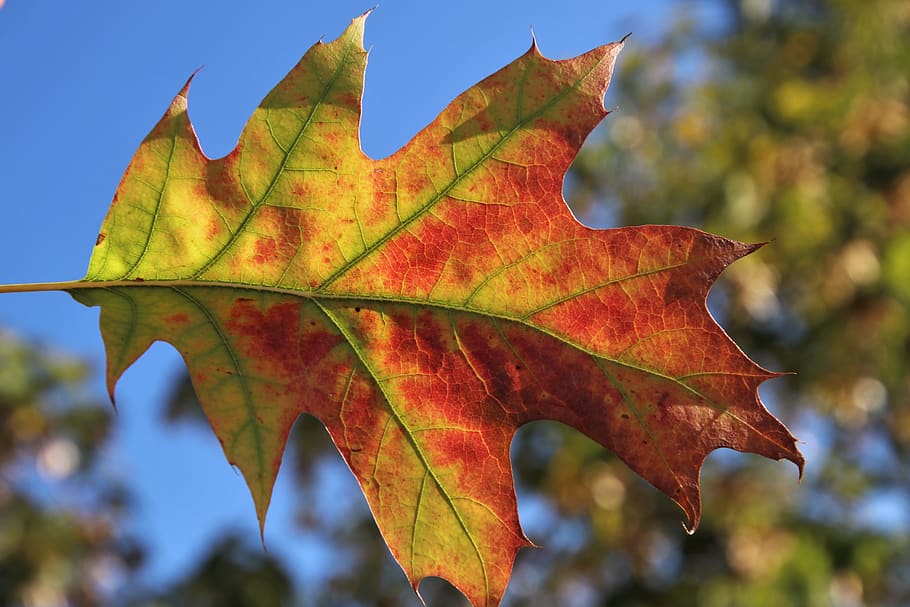 leaf, in the wind, oct, autumn, źyła, the structure of the HD wallpaper