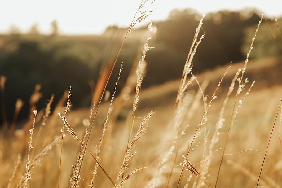 brown plant at daytime, field, agriculture, close-up, focus on foreground HD wallpaper