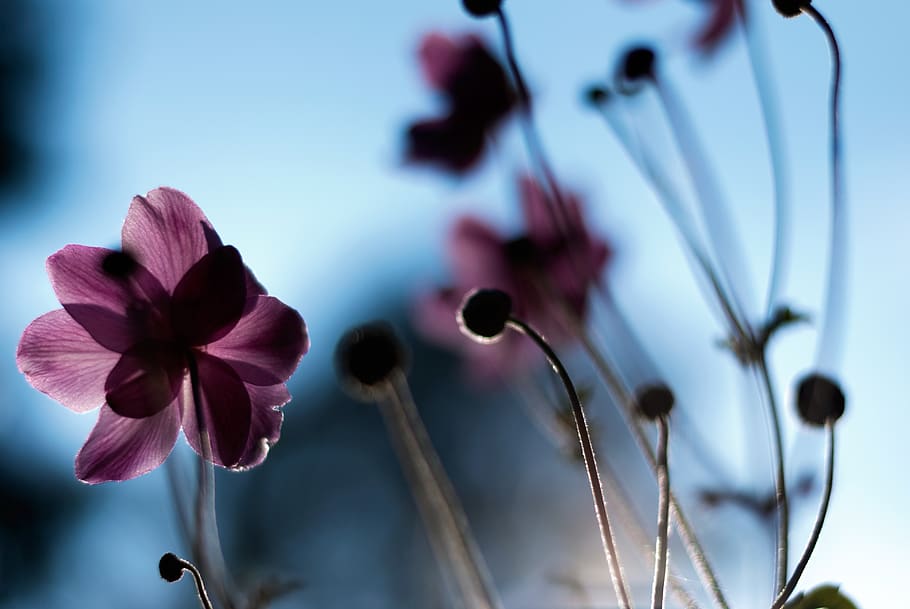 Close-up Photography Of Purple Flowers , bloom, blooming, blossom HD wallpaper