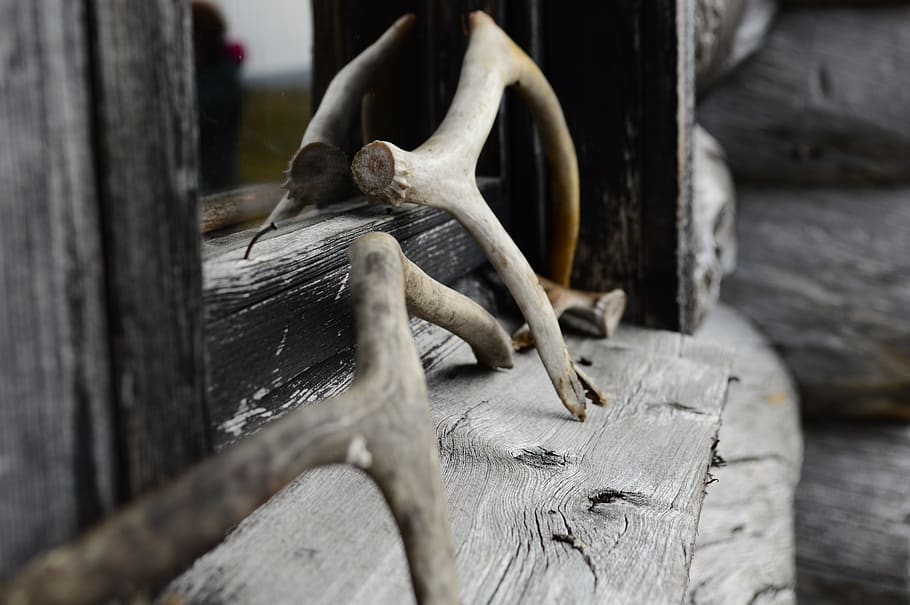 arctic, modern, nature, cabin, rustic, wood, reindeer, antlers HD wallpaper