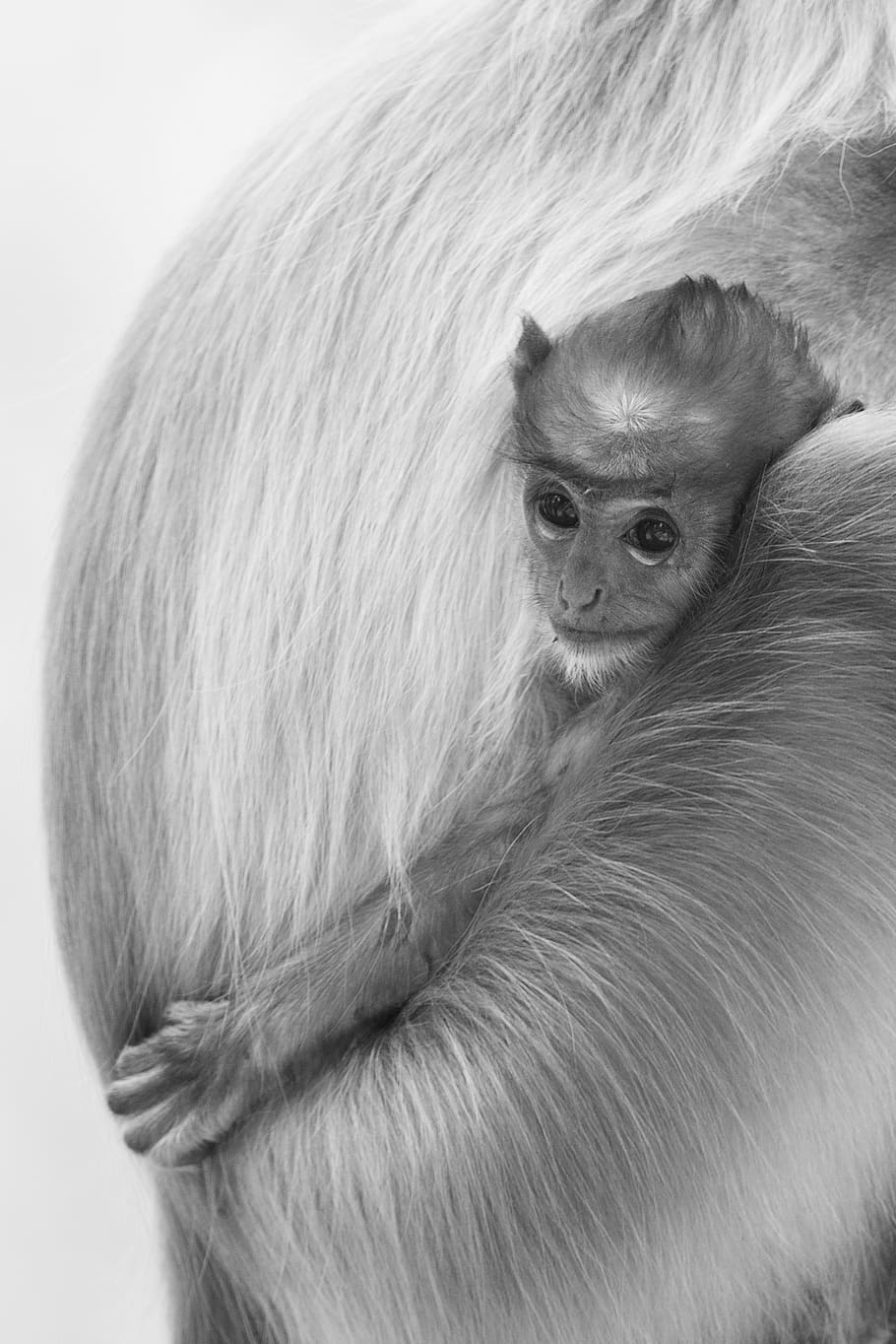 perfect, baby, langur, monkey, wild, wildlife, nature, black and white, HD wallpaper