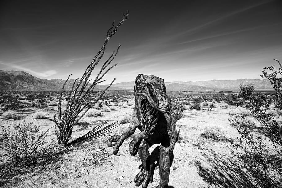 gray scale photo of creature in desert, ground, usa, galleta meadows, HD wallpaper