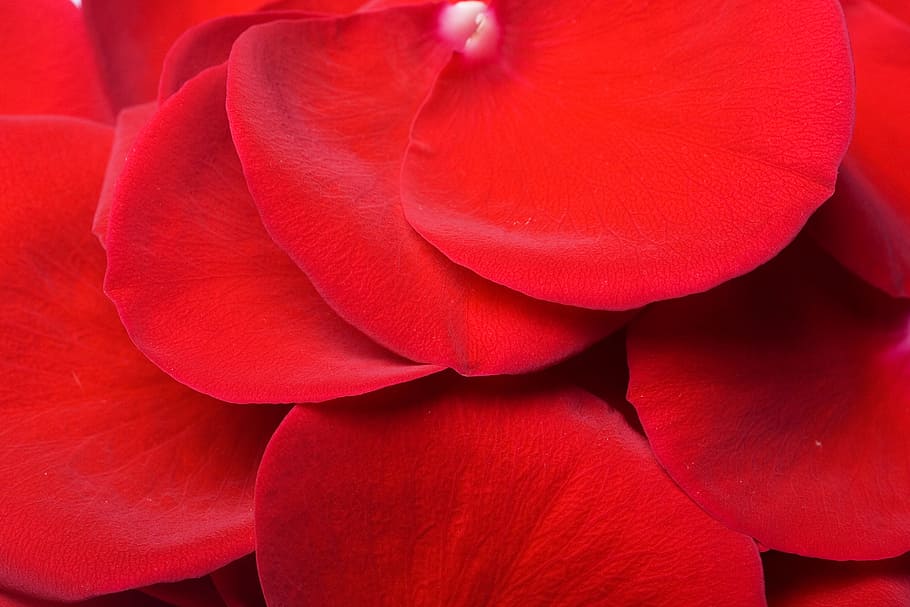 con2011, flower, fresh, gift, isolated, pedal, petal, photo HD wallpaper
