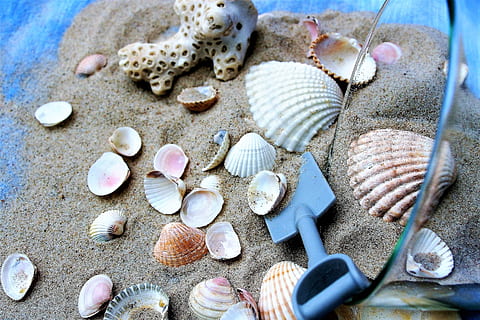 cup, seashell, sand, relaxation, dream, memory, holiday, crustaceans HD wallpaper