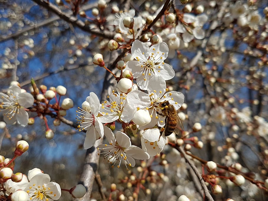 spring, bee, blossom, bloom, vistula, plant, flower, freshness HD wallpaper