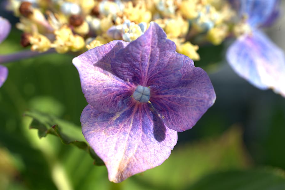 hydrangea, flower, blossom, bloom, flora, garden, plant, nature HD wallpaper