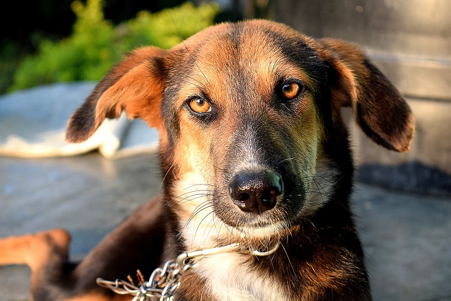 dog, pet, animal, portrait, brown, canine, puppy, young, cute HD wallpaper