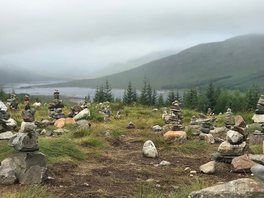ground, tree, plant, abies, fir, rubble, nature, a87, highland HD wallpaper
