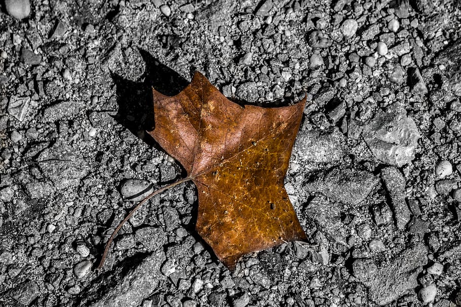 leaf, dry, maple, summer, leaf tree, textured, close-up, day HD wallpaper