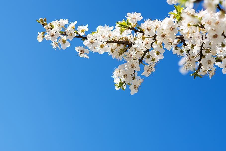nature, flowers, cherry, spring, may, april, white, bloom, inflorescence HD wallpaper