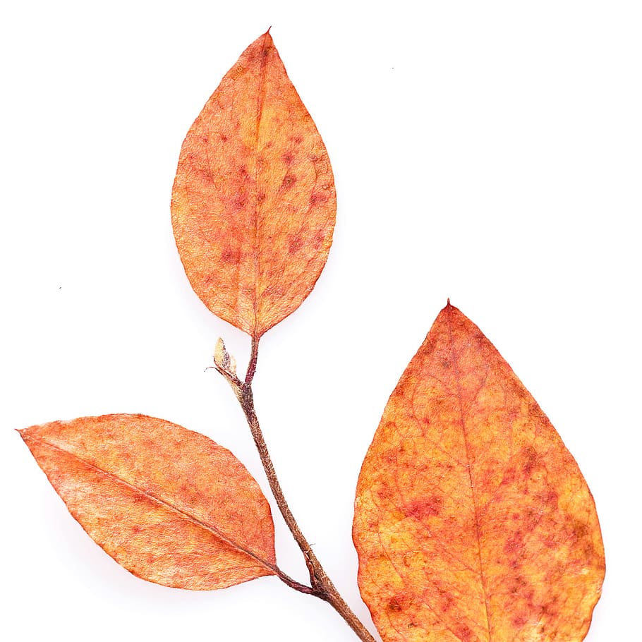 autumn, isolated, leaf, macro, maple, natural, nature, november HD wallpaper