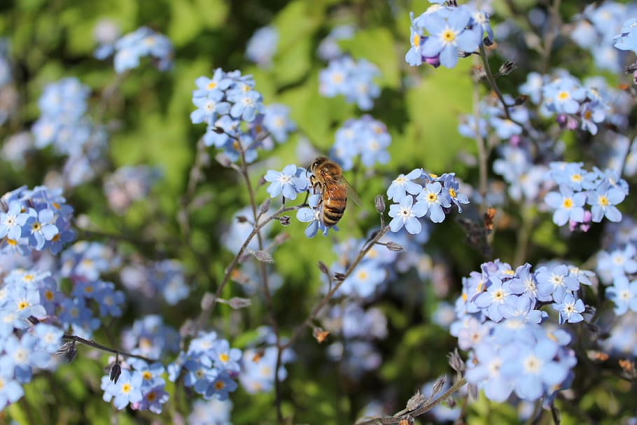 bee, flower, insect, flowering plant, fragility, beauty in nature HD wallpaper