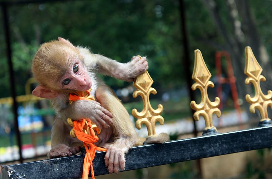 Srisailam temple: Latest News, Videos and Photos of Srisailam temple | The  Hans India - Page 1