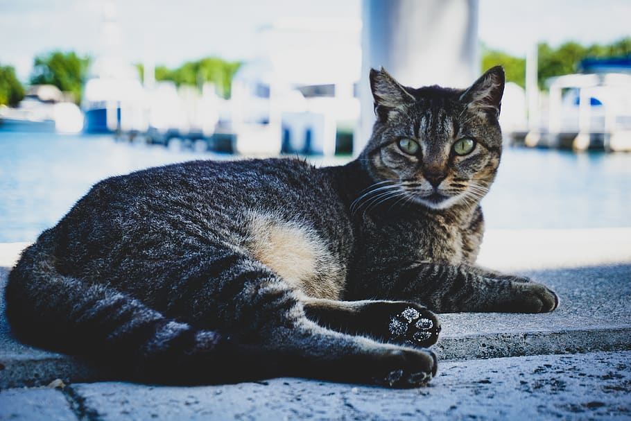 gray coated cat, mammal, animal, pet, abyssinian, manx, display HD wallpaper