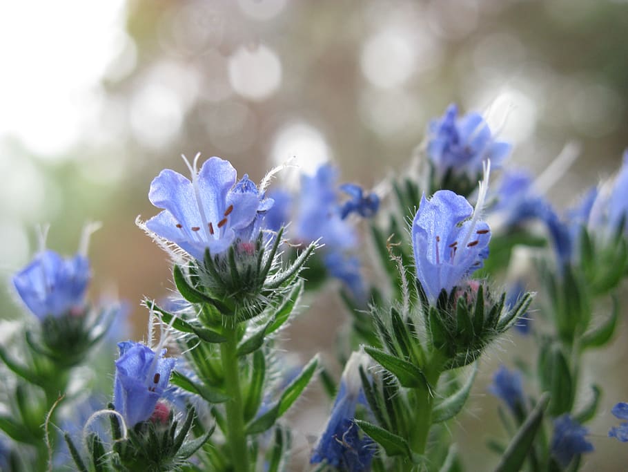 flowers, blue, close, flowering plant, purple, freshness, beauty in nature HD wallpaper