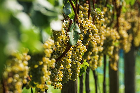 grapes, fruit, vine, winegrowing, ripe, sweet, healthy, grapevine HD wallpaper