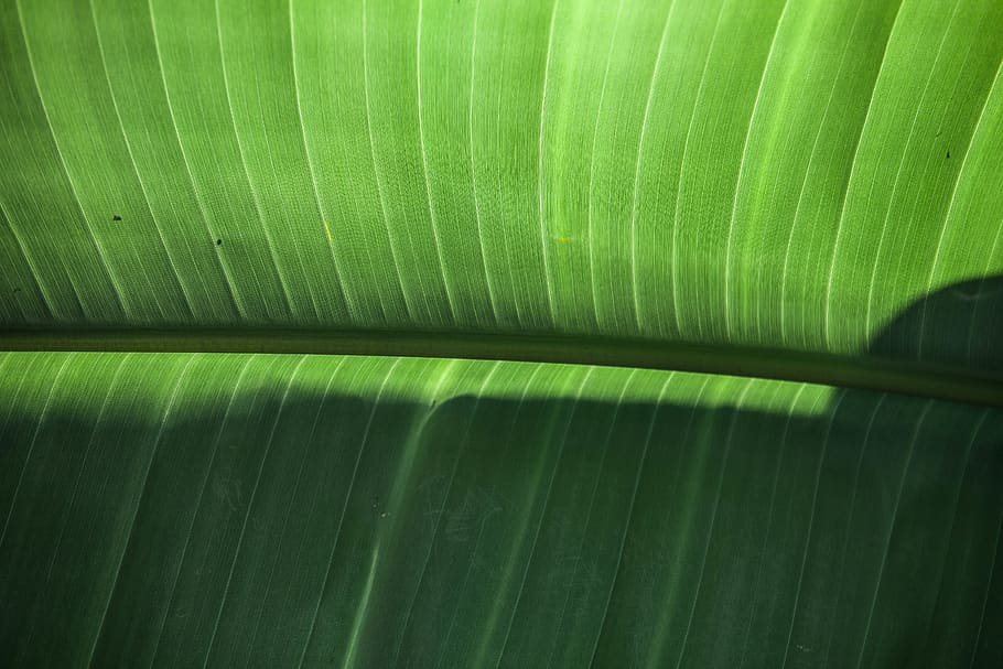 green-leafed plant, green color, plant part, banana leaf, full frame HD wallpaper