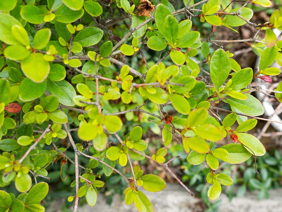 Leaves on Bush with Branches, Macro, Nature, green, plant part HD wallpaper